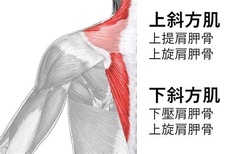 斜肩為什麼不能對著床|為什麼老是脖子緊、肩膀又卡卡？關鍵就在「肩胛骨位置」